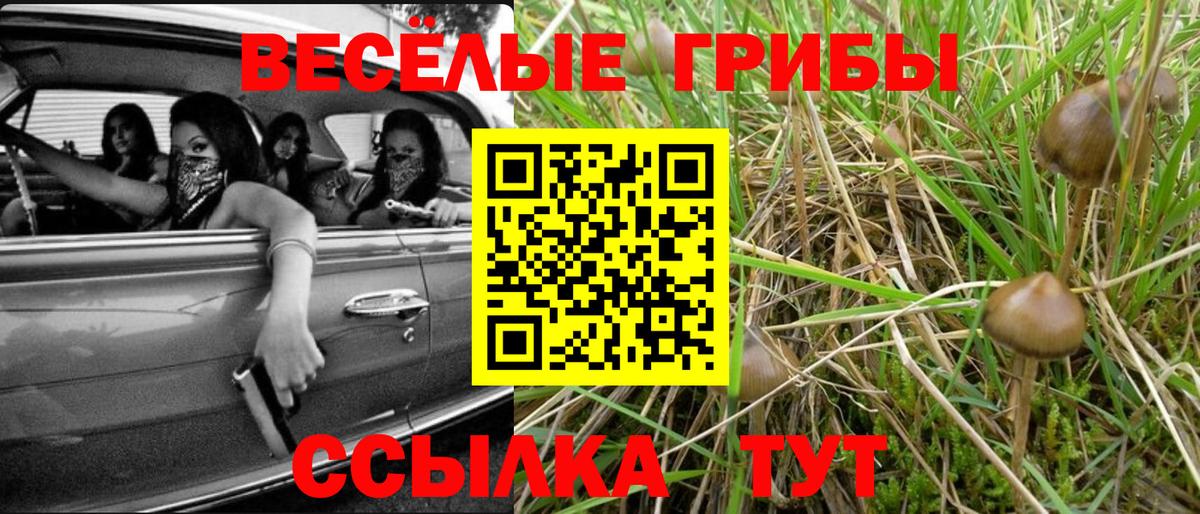 Псилоцибиновые грибы Psilocybe  Вход с VPN  Новозыбков 